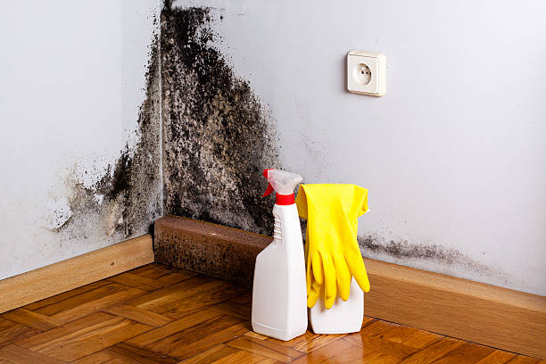Mold Testing and Removal in Eagle Point, AL