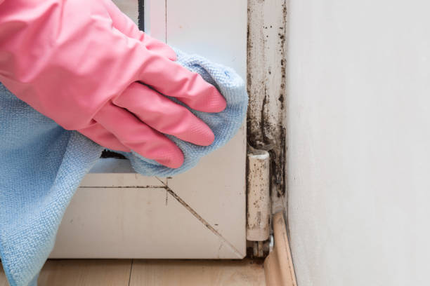 Best Attic Mold Removal  in Eagle Point, AL